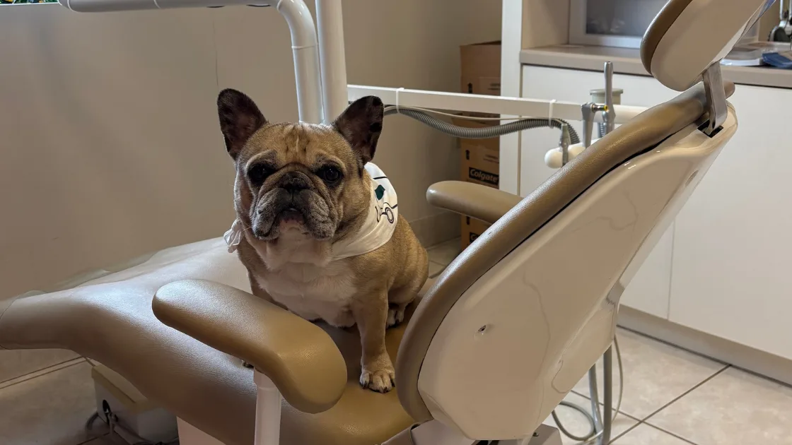 Your First Dental Visit in Parma: What to Expect